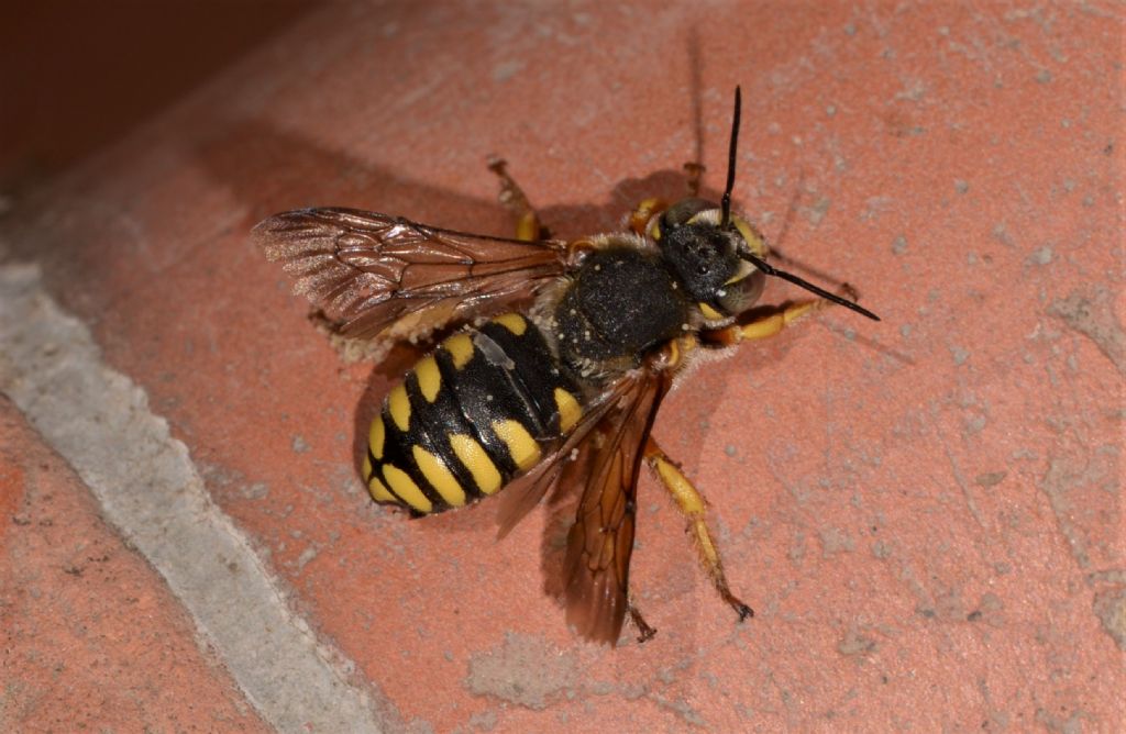 Apidae Megachilinae: Anthidium cfr. florentinum